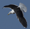1cy fuscus in August, ringed in Finland. (81365 bytes)